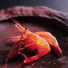 【限定品／佐渡沖直送】活南蛮海老（甘海老）の踊り喰い