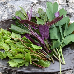 島野菜(各) (ハンダマ・島にんじん・四角豆・苦菜・長命草・ツル紫・カンダバー・その他)