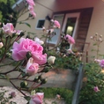 はっきりとしたピンクが綺麗なバラ！お世話が大変な分、咲くと喜びがいっぱい♪