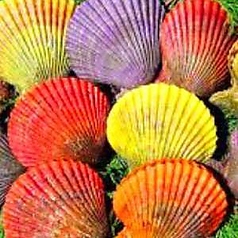 博多豊一 ベイサイドプレイス博多の特集写真