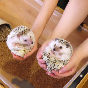 ハリネズミ専門カフェ HARRY WOOD ハリーウッド 名古屋栄店のおすすめ料理1