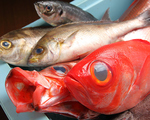 新鮮な海鮮や黒はんぺんフライ、しぞ~かおでんなど静岡名物をリーズナブルに楽しめるメニュー多数♪