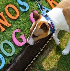 ドッグランはワンちゃんから大人気！