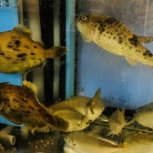 割烹 魚はんの詳細