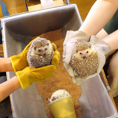 ハリネズミ専門カフェ HARRY WOOD ハリーウッド 名古屋栄店の特集写真