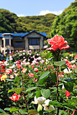 鎌倉文学館のバラ