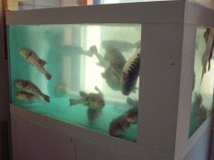 ふぐ政の写真3