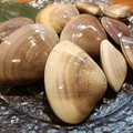 ちぐま家のおすすめ料理1