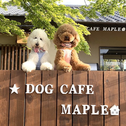 Dogcafe Maple ドッグカフェ メイプル 奈良県内その他 カフェ スイーツ ホットペッパーグルメ