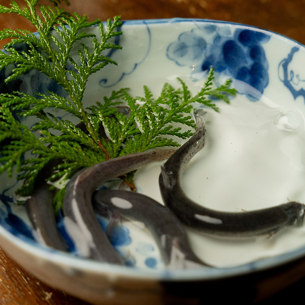 小川の魚の写真ギャラリー