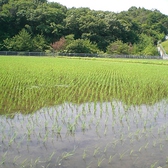 六甲山から湧き出る水をたっぷり含んだお米