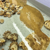 毎朝、市場から厳選して仕入れた魚を販売するお店だからこそ、新鮮な魚を使ったお食事をご用意しています。刺身や焼き魚、煮付けなど、素材の味を引き出したメニューが揃っています。鮮度抜群の魚料理は心を満たしてくれる逸品です。