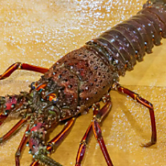 味路のコース写真