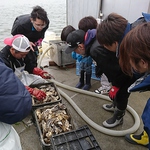 牡蠣の名産地である、北海道佐藤水産直送の牡蠣を使用。