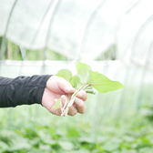 工房の中の芋苗床です。現在は、コガネセンガンを中心に栽培しております。