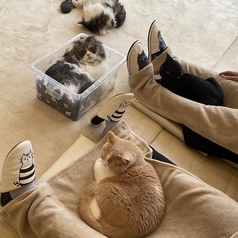 ネコカフェ キャットテイル Nekocafe Cattailのコース写真