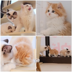 猫カフェ クラウド 高田馬場店の特集写真