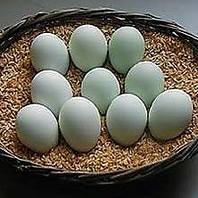 幸せの青い卵ですき焼きを堪能。