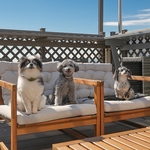 可愛い愛犬大集合！ペット連れのお客様大歓迎♪