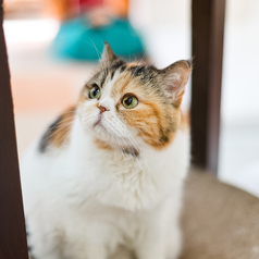Cat Cafe にゃんことのおすすめ料理1