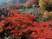 秋の紅葉は、箱根一番人気シーズン☆一度ぜひ見学にお越しください☆