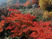 紅葉の時期は、箱根一番人気シーズン☆一度ぜひ見学にお越しください☆