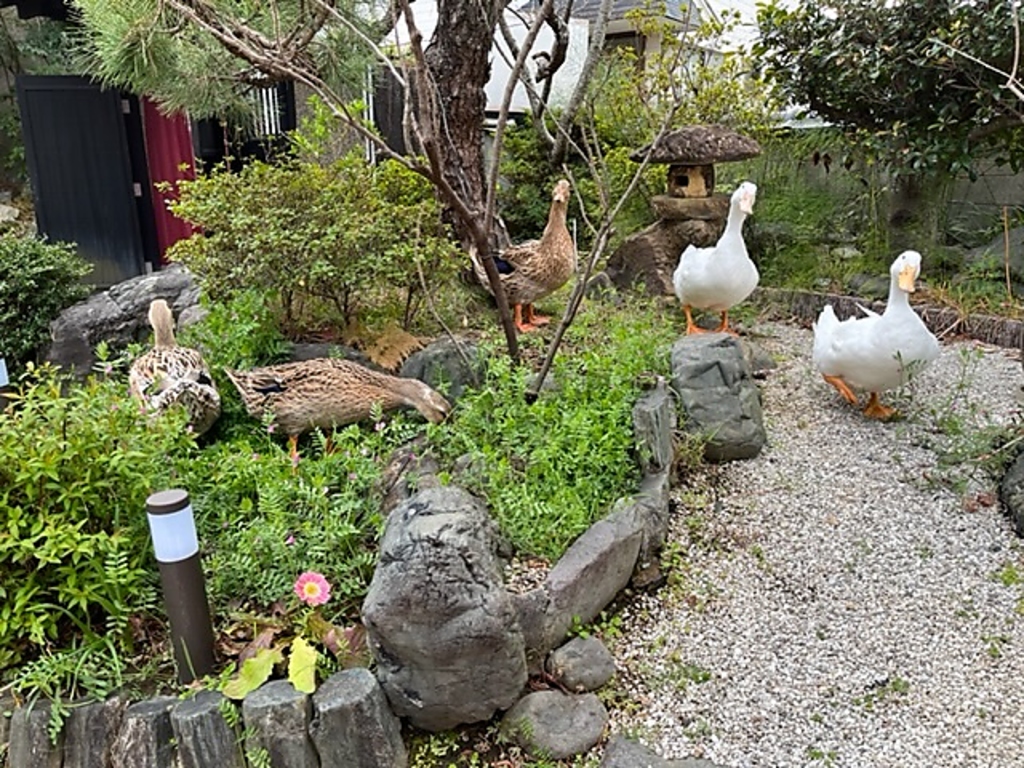 アヒルとアイガモが庭に暮らしています。
