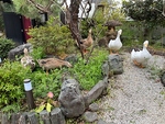 アヒルとアイガモが庭に暮らしています。