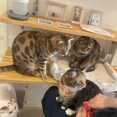 ネコカフェ キャットテイル Nekocafe Cattailのコース写真