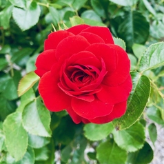 chochoritaの雰囲気3