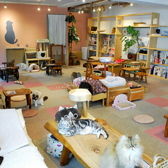 catcafe Cateriam キャットカフェ キャテリアムの写真
