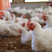 【鶏にこだわった店】鹿児島県が誇る「さつま極鶏 大摩桜」。厚み、弾力、コシが特徴でまさに究極の鶏肉。当店では鮮度抜群の鳥刺しも提供しております。