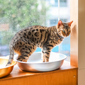 料理メニュー写真&nbsp;フリータイム（平日のみ）