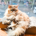 料理メニュー写真&nbsp;猫ちゃんのおやつ