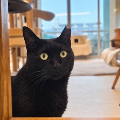 保護猫シェルター&カフェ「おうちにおいで。」の特集写真