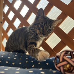保護猫シェルター&カフェ「おうちにおいで。」の特集写真