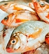 漁港直送や市場直買付けで仕入れる新鮮な魚介類