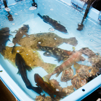 店内の生け簀から水揚げ◎鮮度抜群な贅沢魚介料理を！