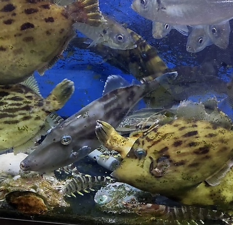新鮮な鮮魚を日替わりで楽しめる居酒屋