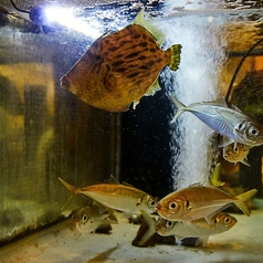 活あじにぎり寿司（4貫）