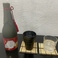 司牡丹 30年大古酒 平成の眠り(米)/万次郎(かぼちゃ)