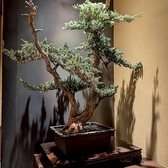 銀座 侍の雰囲気3