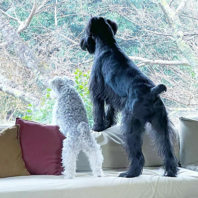 愛犬と一緒に過ごす至福のカフェ