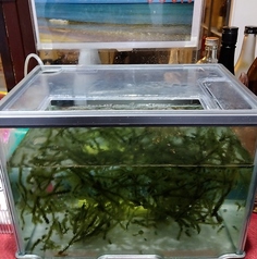 海ぶどう