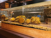 活貝のお刺身・活貝の浜焼きなど水槽の活貝料理オススメ