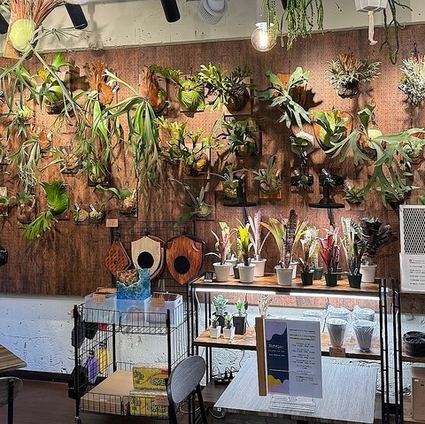 RAINBOW SMILE C{[X}C