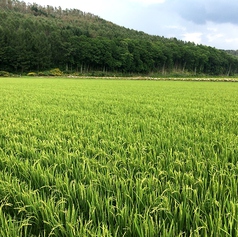 シャリにもこだわり。北海道東川町のゆめぴりかを使用。