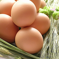 日本一のこだわり卵