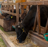 安心・安全、高品質の品質管理のべ牧場では、遺伝的に優れた血統のみを選定し系統的な交配を通じて肉質の優れた牛を育てています。各牛には個体識別番号が付けられお客様は購入した肉の履歴を追跡できます。どの牧場でどのように育てられたかを確認できるため、安心・安全で高品質な美味しいお肉を味わっていただけます。