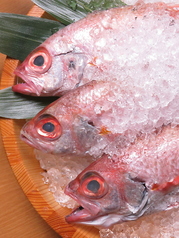 県内各地から直送された新鮮な魚介類！